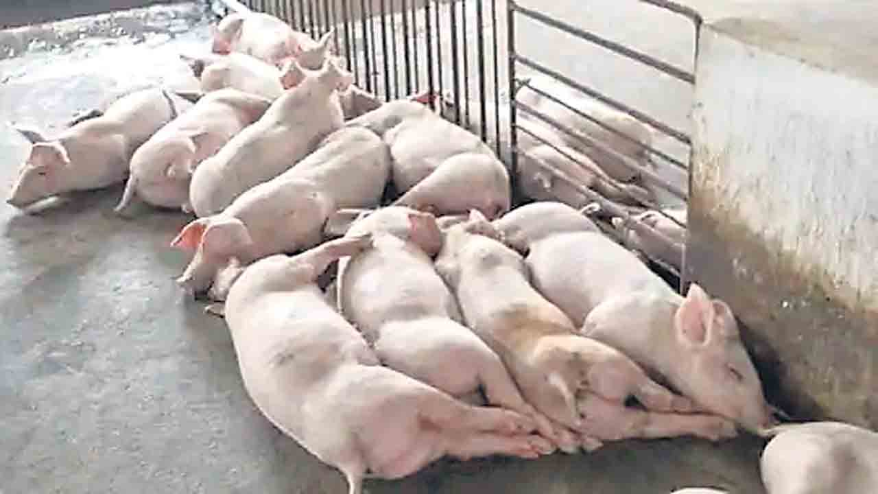 వెలుగులోకి ఆఫ్రికన్‌ స్వైన్‌ ఫీవర్‌