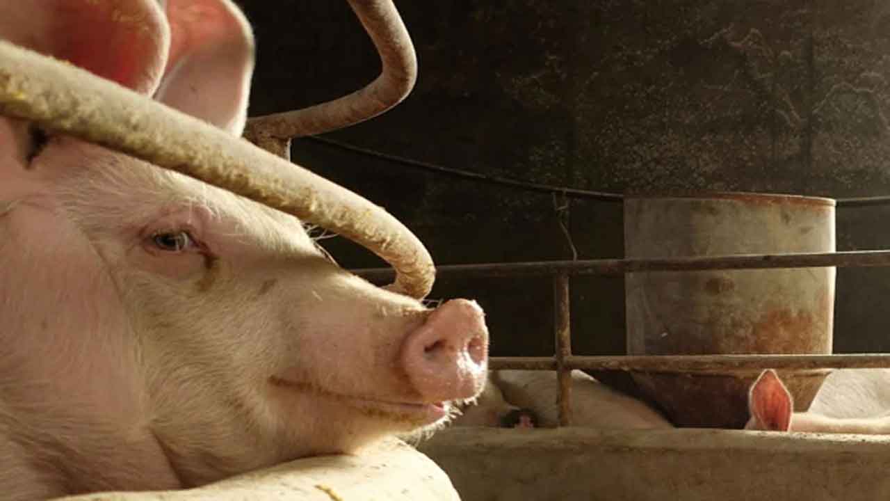 కేర‌ళ‌లో ఆఫ్రిక‌న్ స్వైన్ ఫీవ‌ర్‌.. 300 పందుల వ‌ధ‌కు ఆదేశాలు