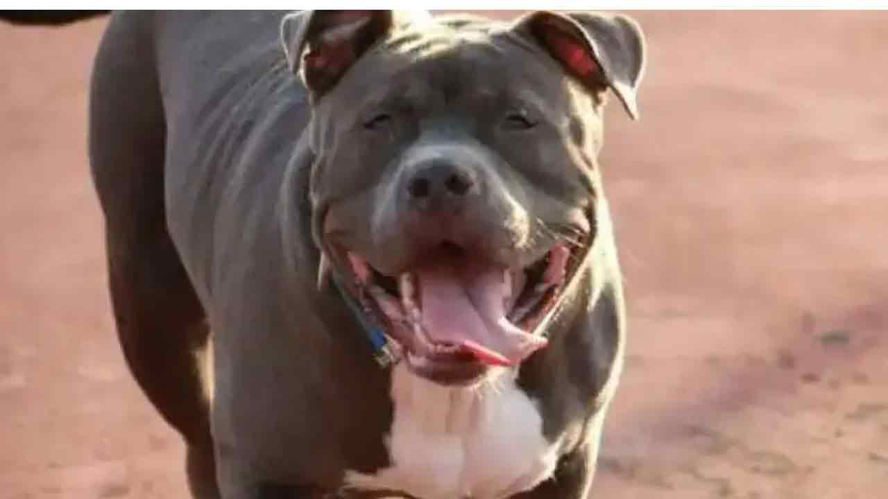 Killer Pitbull | య‌జ‌మానిని పొట్ట‌న‌పెట్టుకున్న పిట్‌బుల్ కుక్క‌ను ద‌త్త‌త తీసుకునేందుకు ముందుకొచ్చిన 8 ఎన్జీవోలు!!