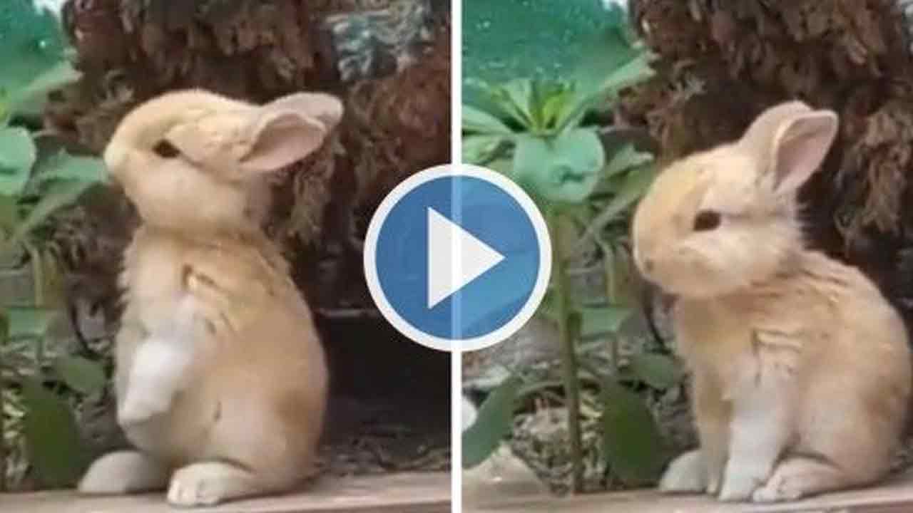 Viral Video:  నెటిజ‌న్ల మ‌న‌సు దోచుకున్న కుందేలు..ఆకుల‌ను ఎంత ముద్దుగా తింటుందో చూడండి..!!