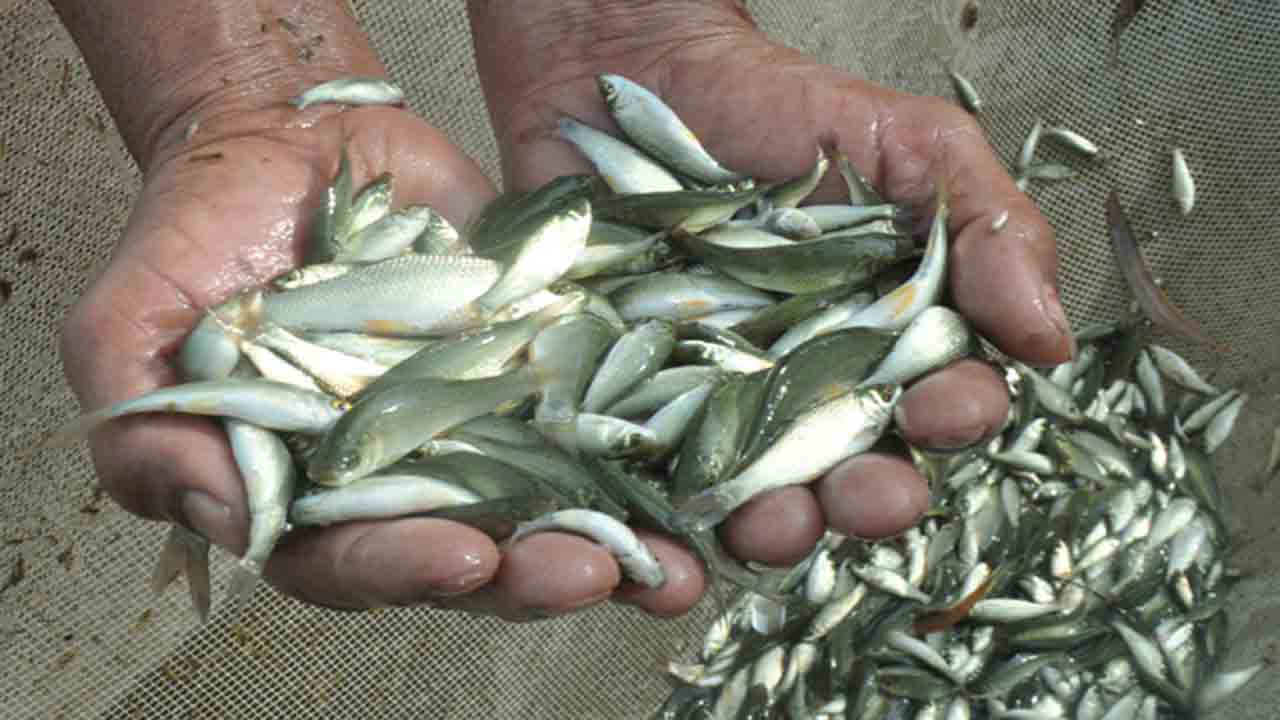 చేపపిల్లలు పంపిణీకి సిద్ధం