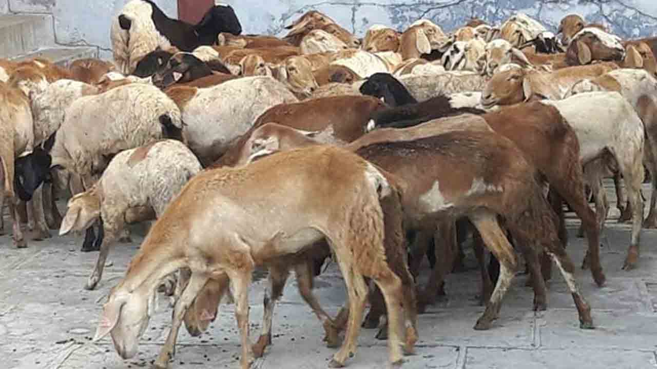 కుప్ప‌కూలిన ప్ర‌హ‌రీ గోడ‌.. 10 గొర్రెలు మృతి