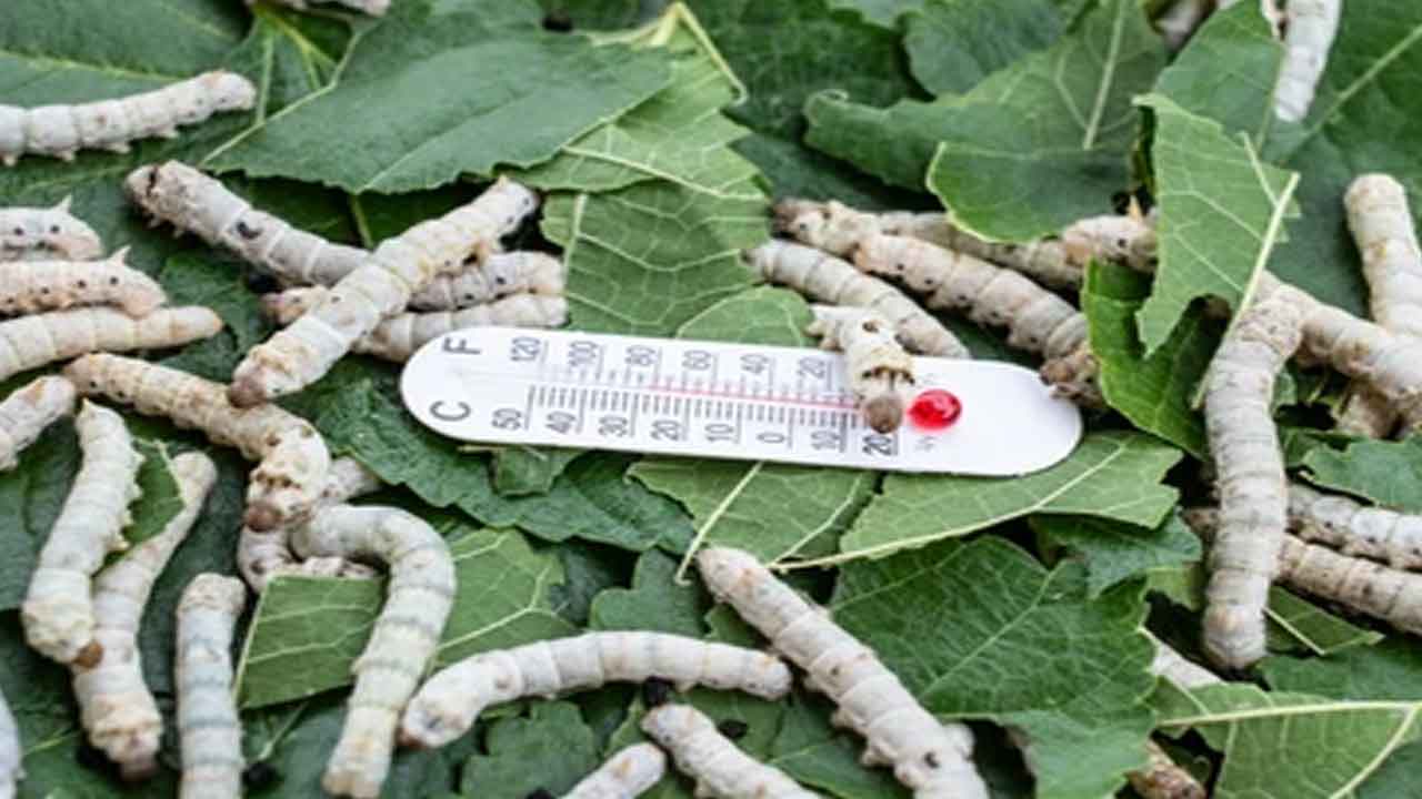 Silkworm rearing | వానాకాలంలో పట్టుపురుగుల పెంపకం.. రోగనిరోధక చర్యలు