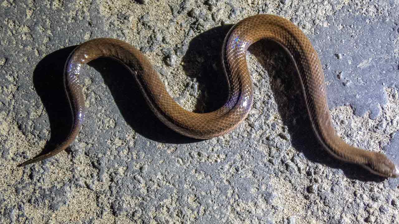 The Horror: కేర‌ళ పాఠ‌శాల‌లో బాలిక కాలును చుట్టేసిన పాము.. ఆ త‌ర్వాత ఏమైందంటే!!