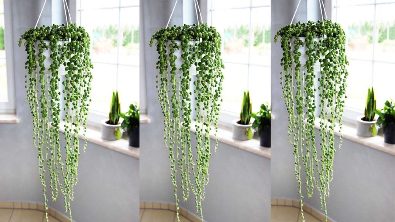 వానాకాలం కొత్త మొక్కలేమైనా పెంచాలనుకుంటున్నారా?