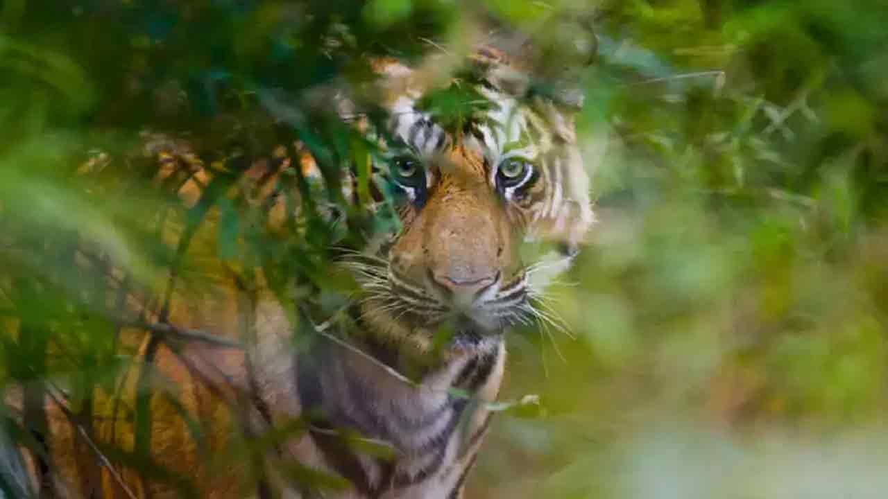 Tiger | బిడ్డను పట్టేసిన పులి.. వట్టి చేతులతోనే పోరాడి కాపాడుకున్న తల్లి!