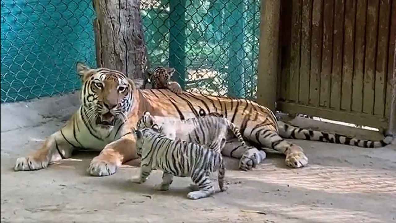 4 పులి పిల్లలకు పేర్లు పెట్టిన సీఎం నితీశ్