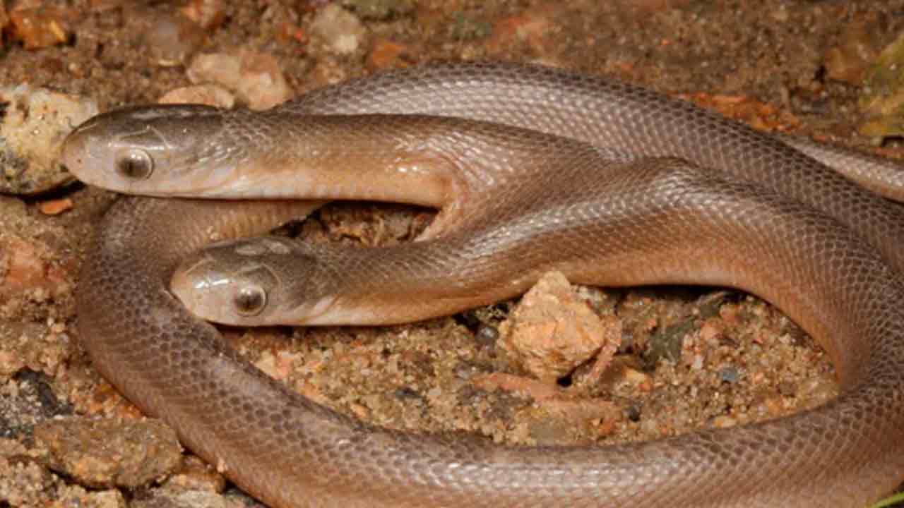 Viral Pics: అరుదైన‌ రెండు త‌ల‌ల‌పాము ఫొటోలు వైర‌ల్‌..ఎక్క‌డ క‌నిపించిందంటే?