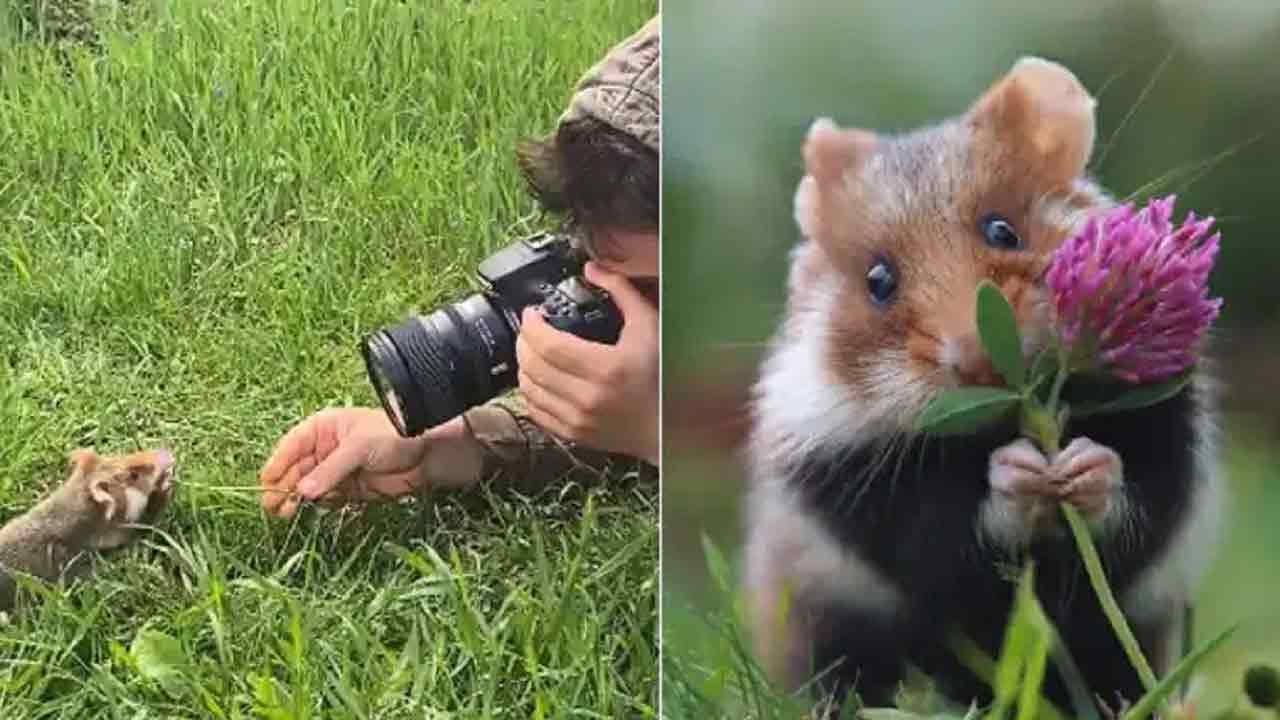 Viral Video: చిట్టెలుక మోడ‌లింగ్‌.. పూలు ప‌ట్టుకొని ఫొటోల‌కు ఫోజులు!!