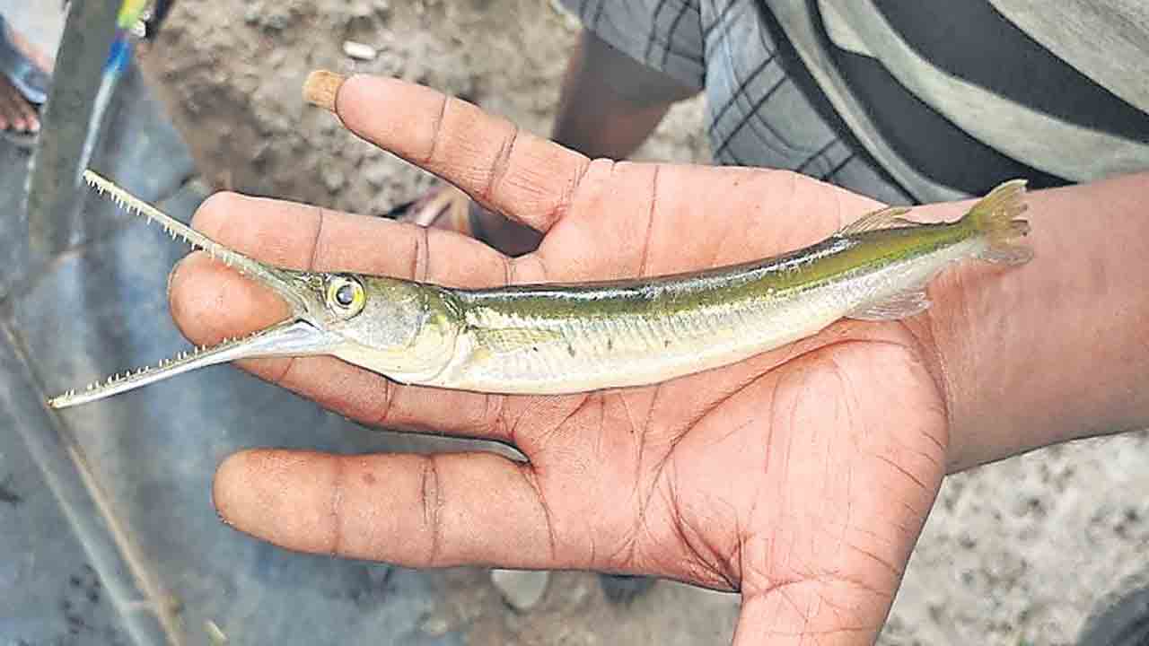 అరుదైన చేప