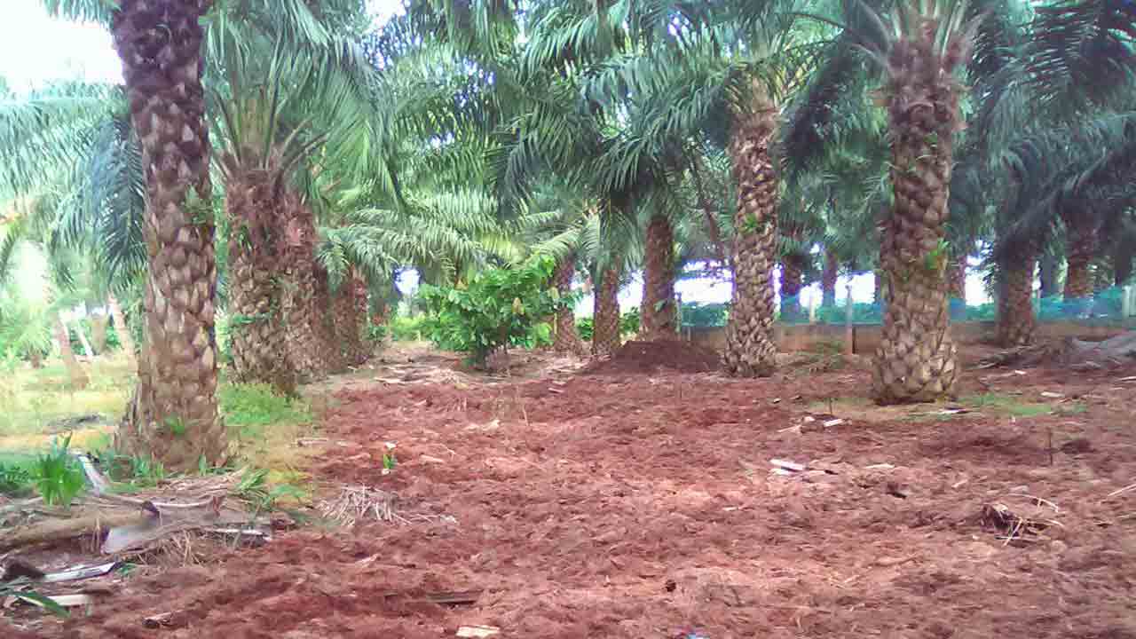 పామాయిల్‌ వ్యర్థాలే ఎరువుగా…