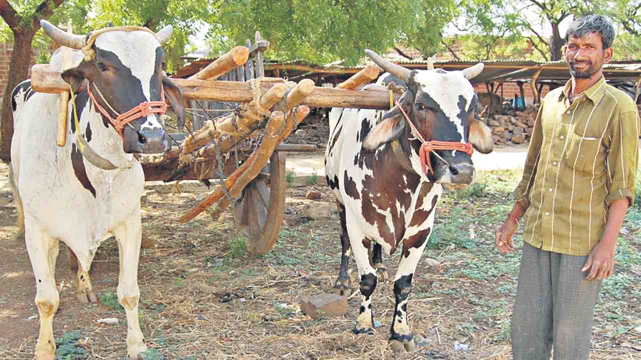 కాడెడ్లకు తగ్గని క్రేజ్