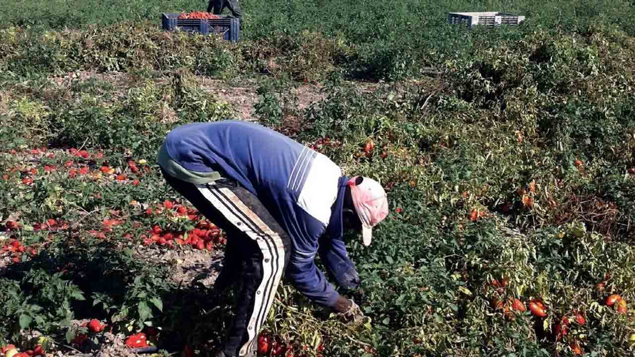 కలుపు తీస్తుంటే వజ్రం దొరికింది!