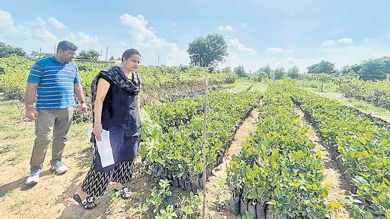 పొదుపు మహిళలకు మొక్కల బాధ్యత