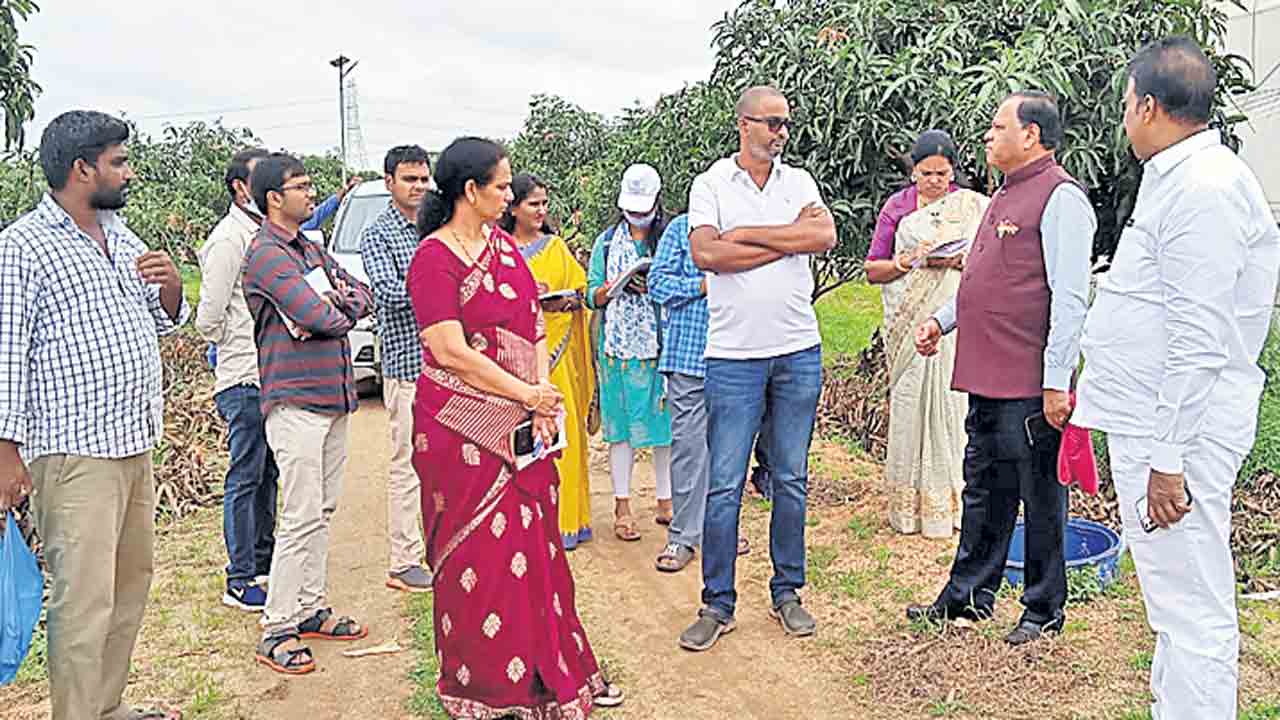 ఆకు కూరల సాగుపై దృష్టి సారించాలి