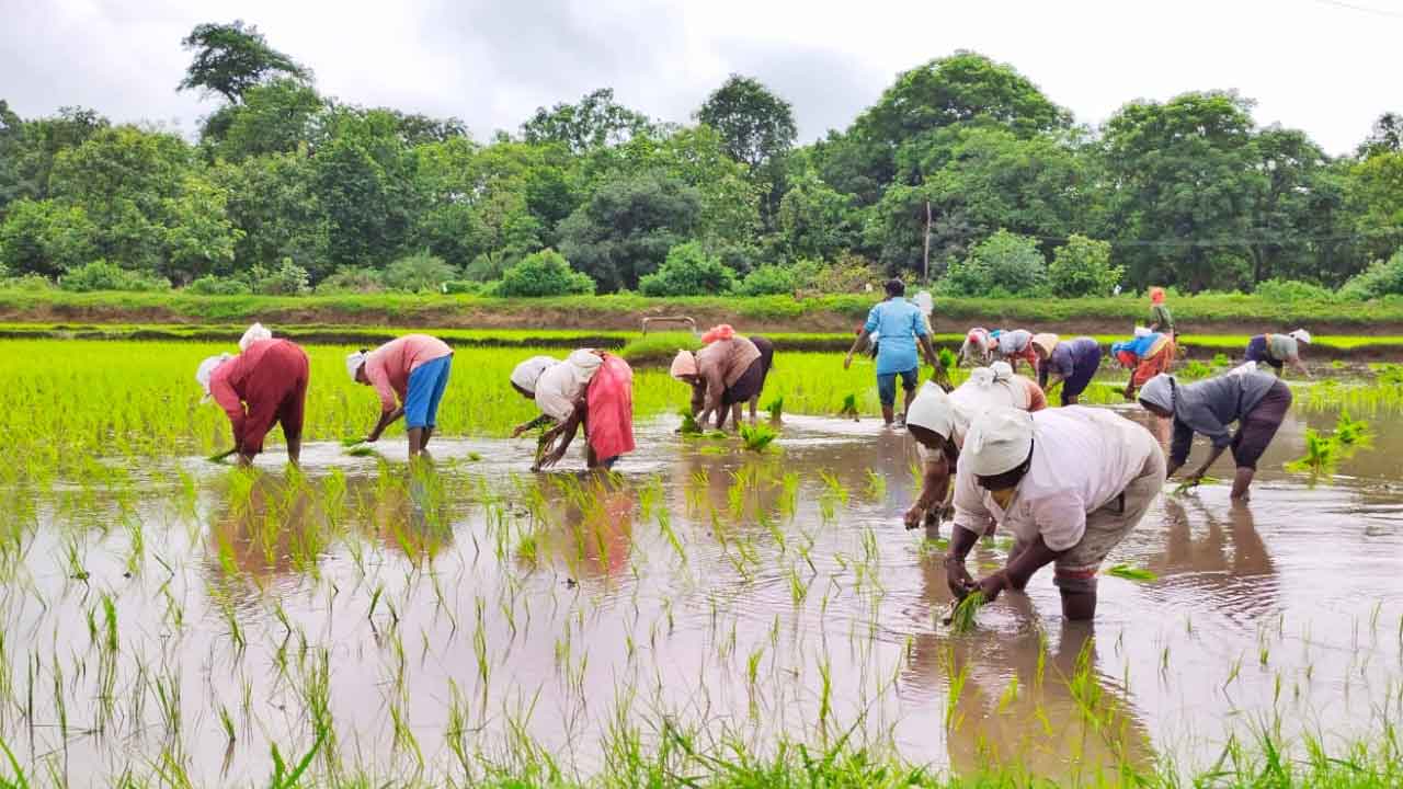 వరినాట్లలో కర్షకులు బిజీ