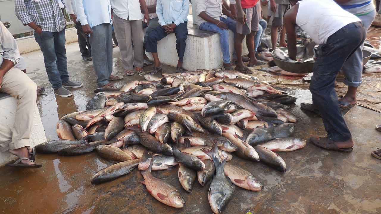 చేప పిల్లలు పోస్తున్నారోచ్‌