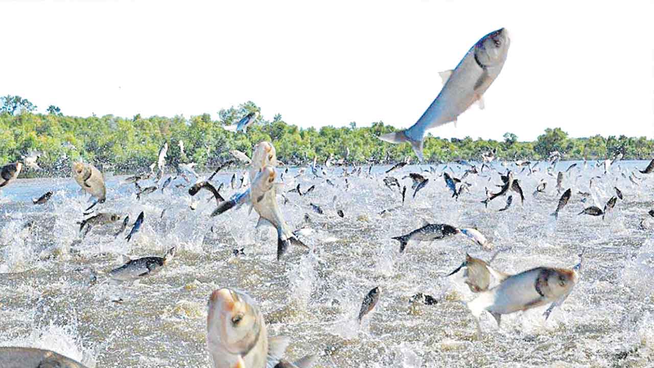 మత్య్ససిరి