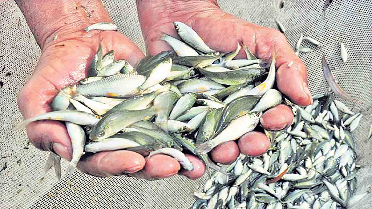 మత్స్య సంబురం