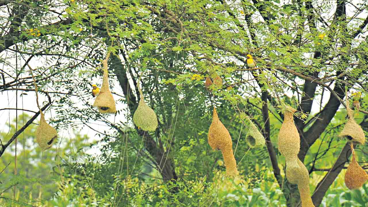 చిత్రంగా.. చిత్తరువాయె..