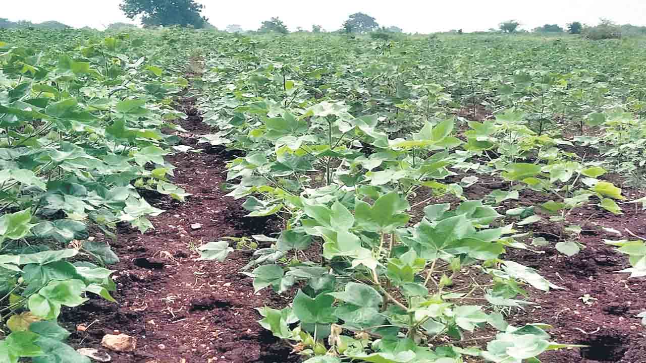 పింక్‌బౌల్‌ నివారణకు చర్యలు