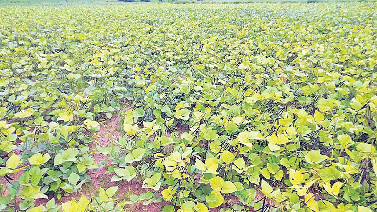 ఆశాజనకంగా పెసర