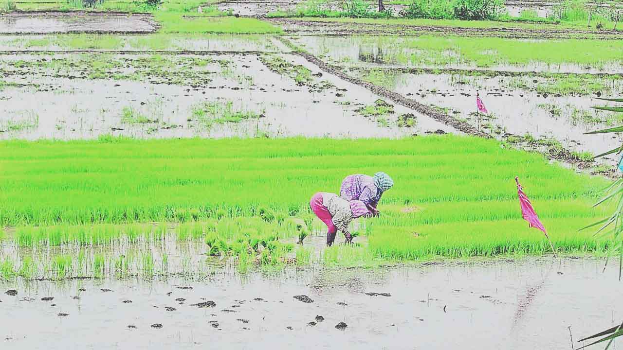 జోరుగా నాట్లు