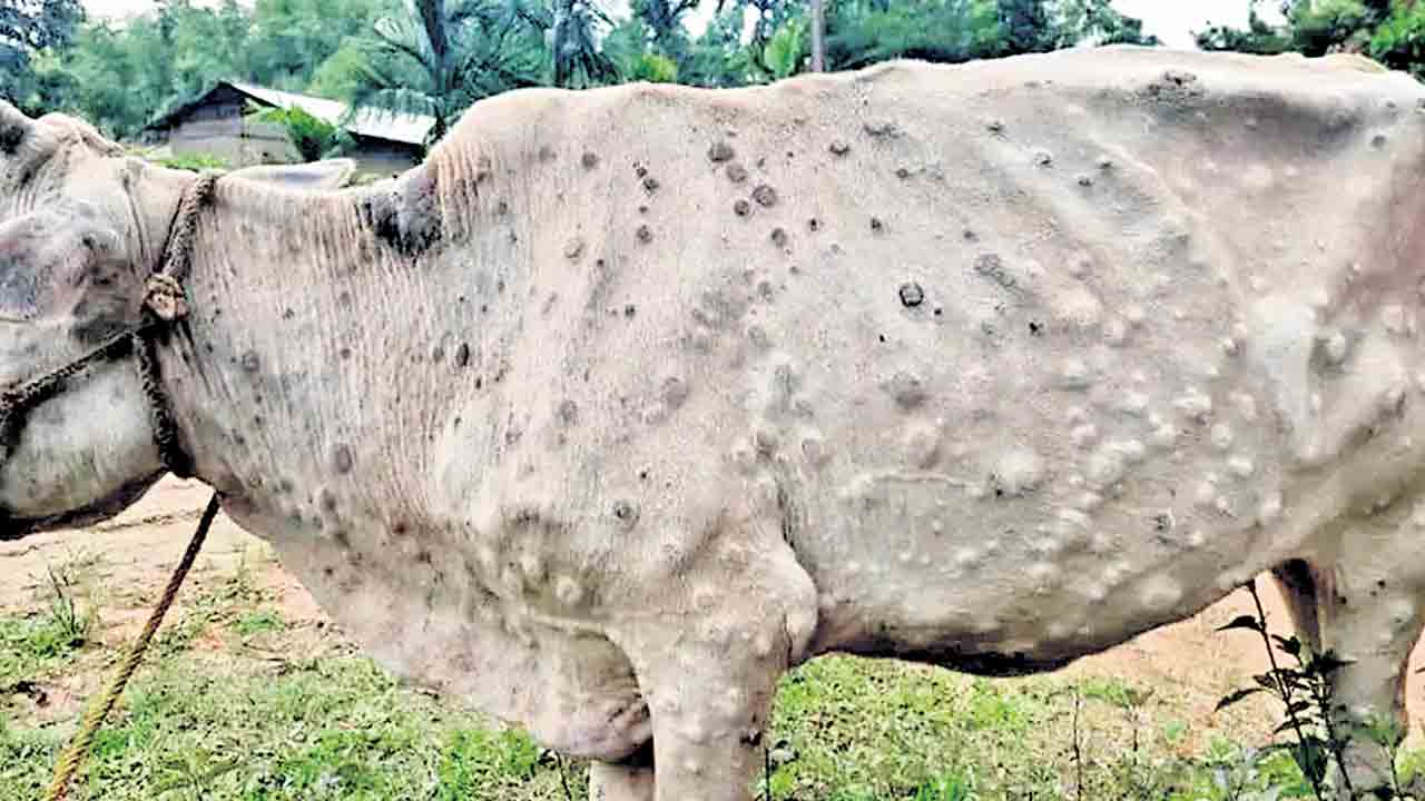 పశువుల్లో లంపీస్కిన్‌ వ్యాధి