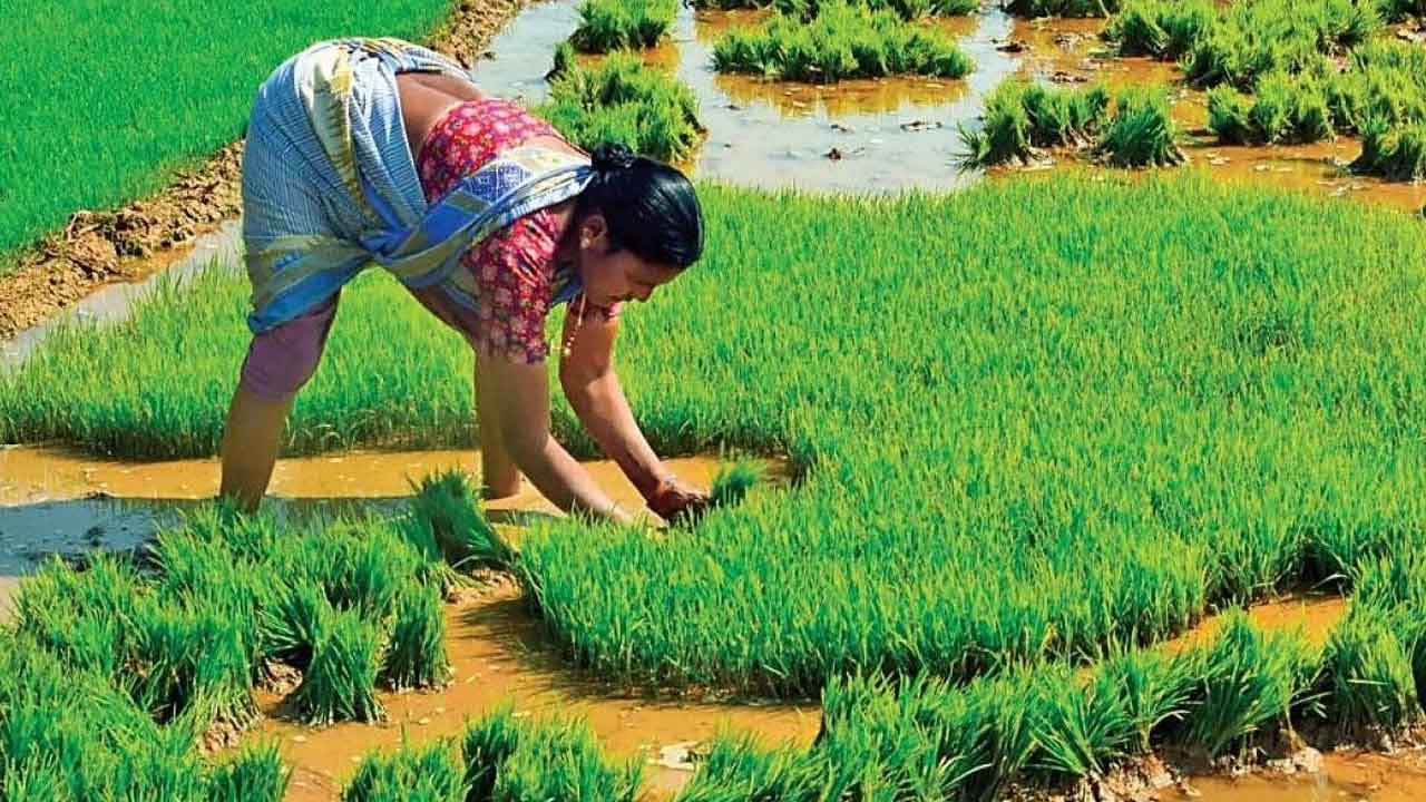 1.13 కోట్ల ఎకరాల్లో సాగు