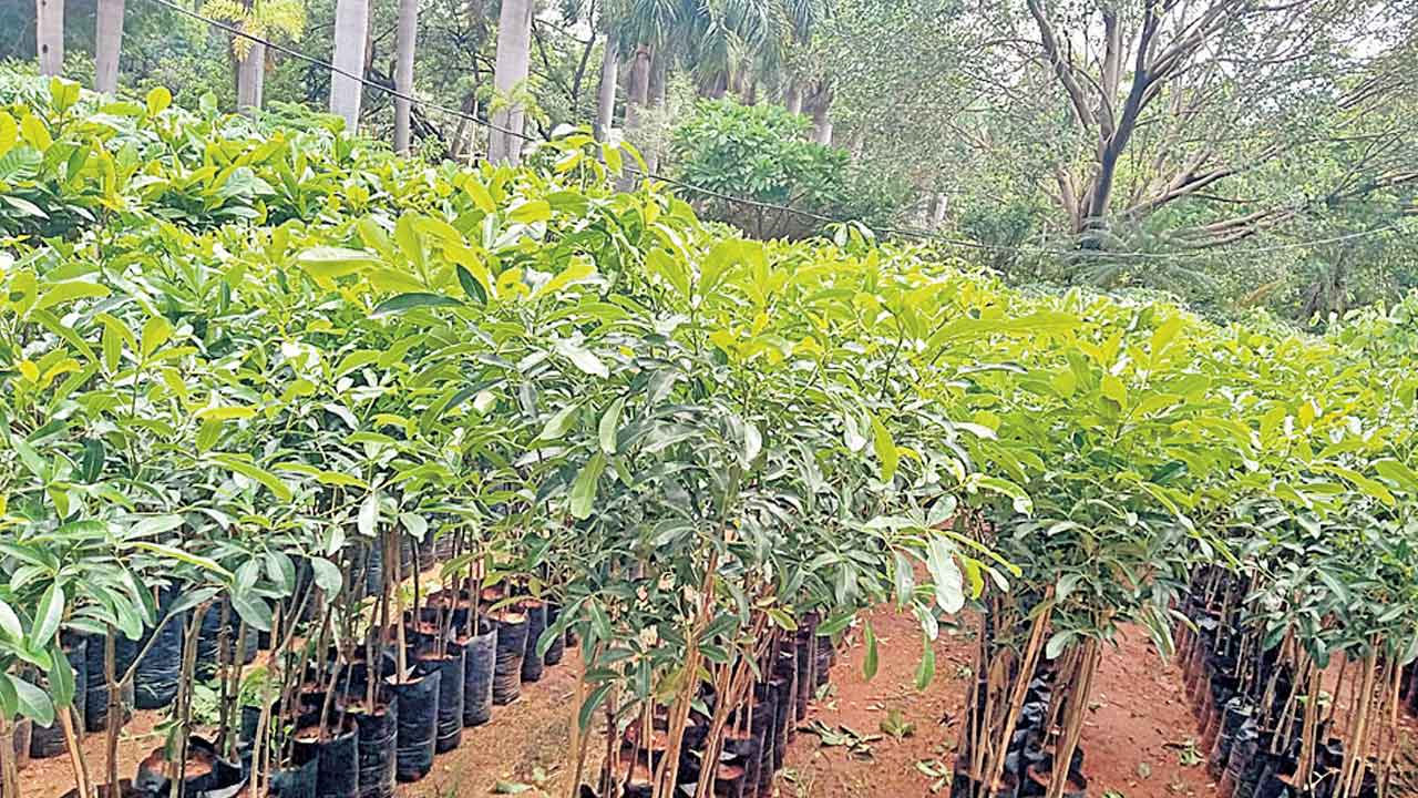 రేపు వన మహోత్సవం