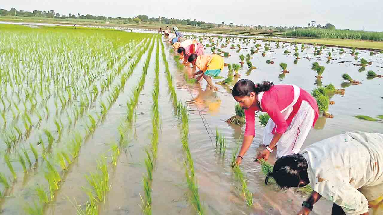 87 లక్షల ఎకరాల కోత