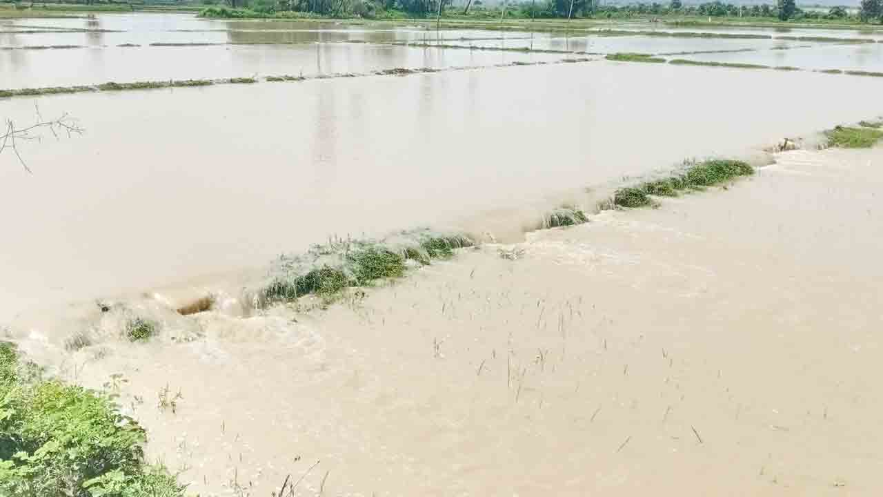 పుష్కలంగా సాగర్‌ నీరు