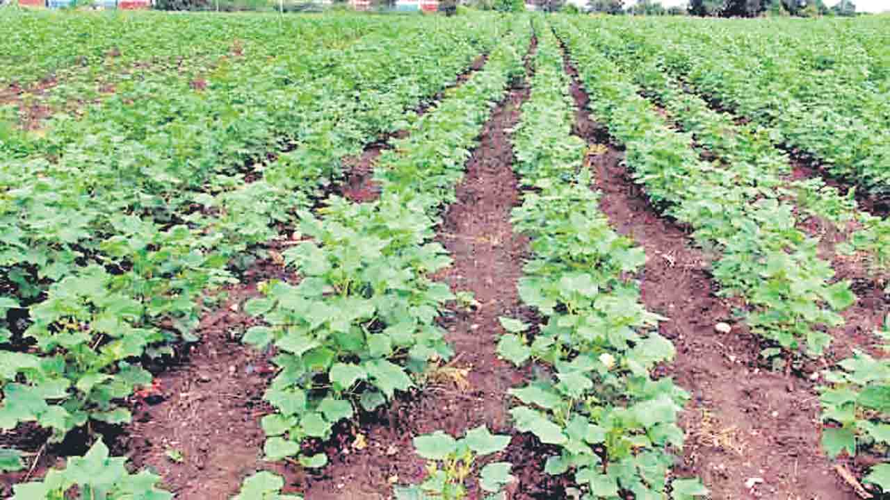 80 లక్షల ఎకరాల్లో పంటల సాగు