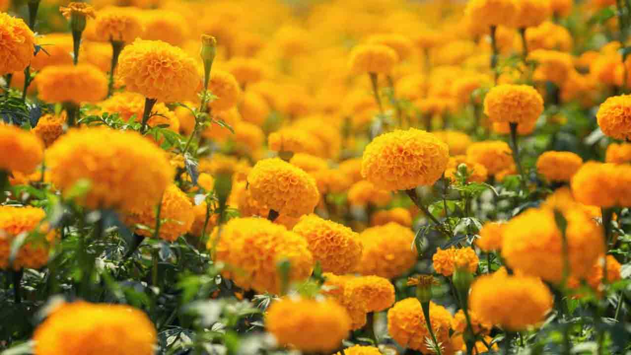 లాభాల.. బంతి పూలబాట!