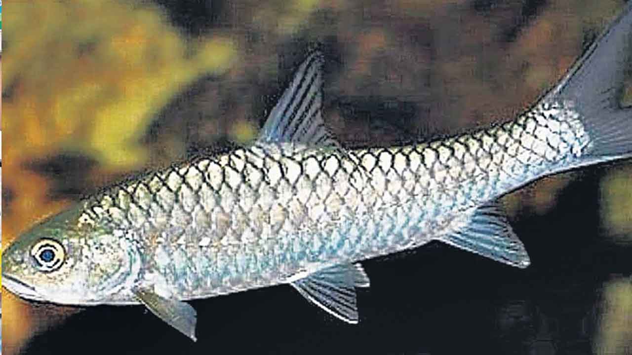 చేప చెవి ఎముక చెప్పే సముద్ర ఉష్ణోగ్రత