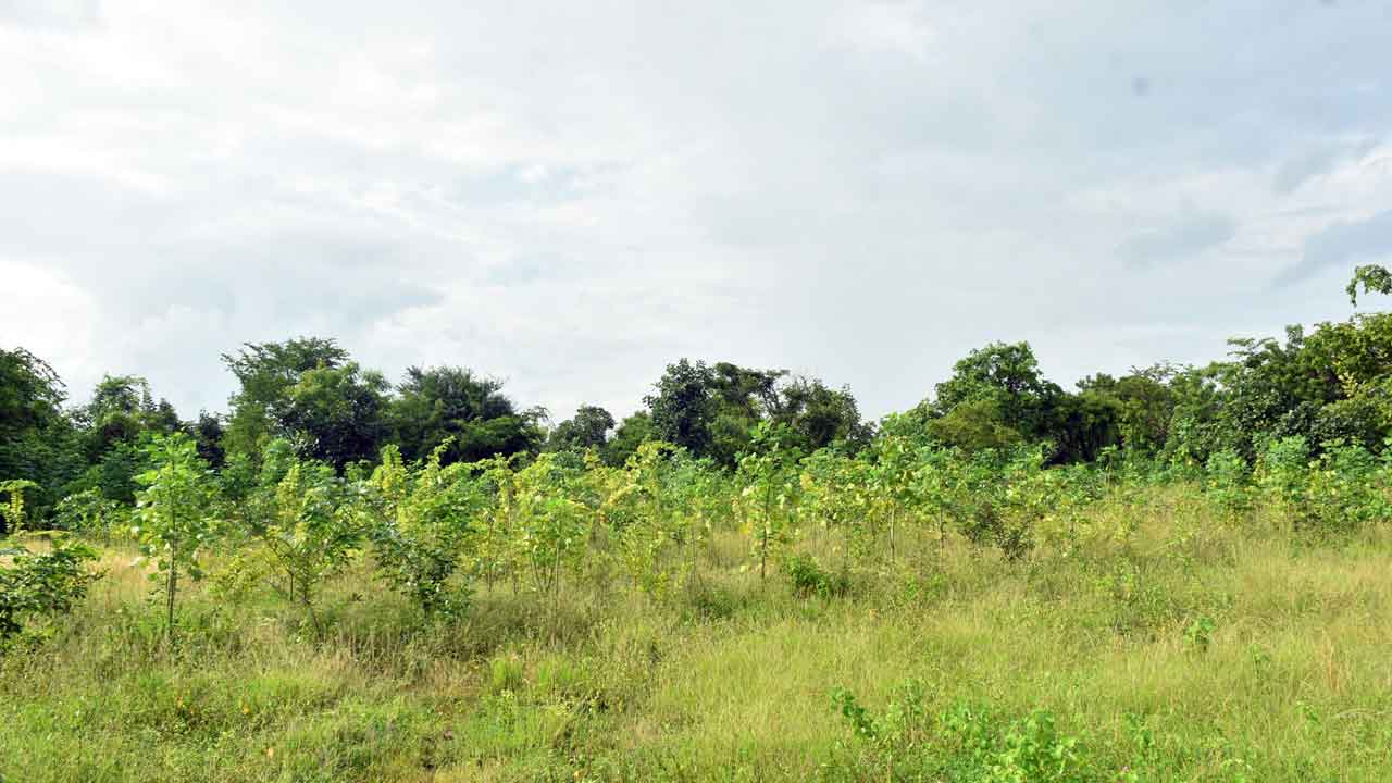 చిట్టడవుల్లా ‘బృహత్‌’ వనాలు