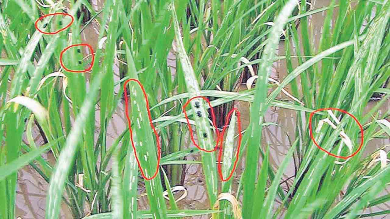 వరికి చీడ పీడ