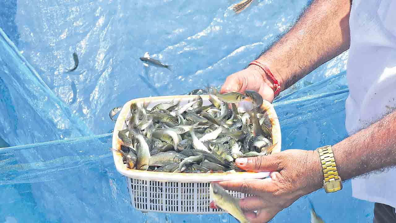 చేపపిల్లలు సిద్ధం