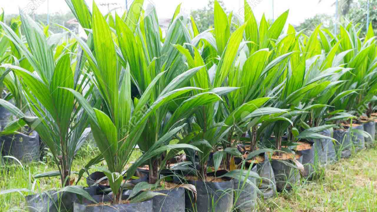 ఆయిల్‌ పామ్‌ సాగు దిశగా..
