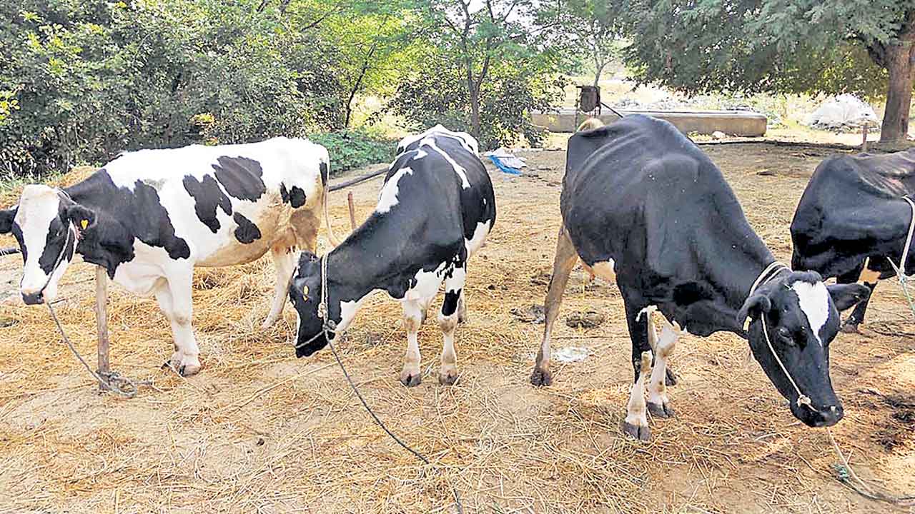 భారంగా పశుపోషణ