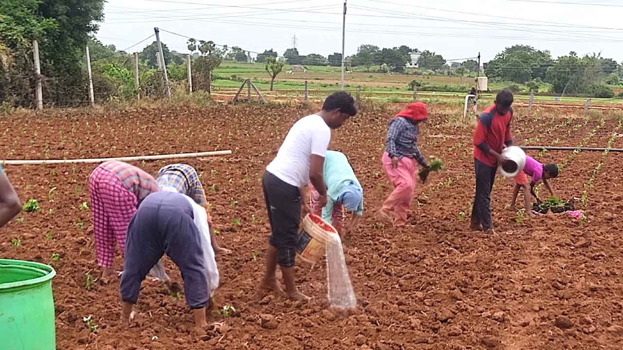 మిర్చి సాగుకు సై