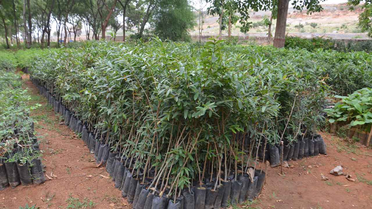 ప్రతి మొక్కా లెక్కే