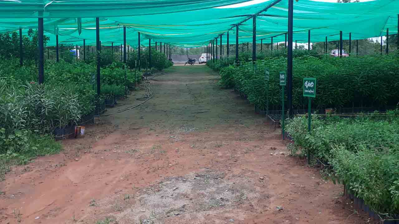 మొక్కలను కాపాడుకుందామిలా..