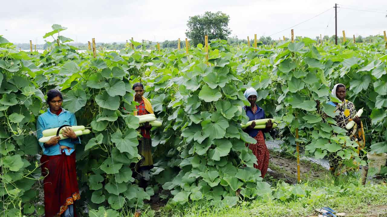 వీన సొర.. కాత భళ..