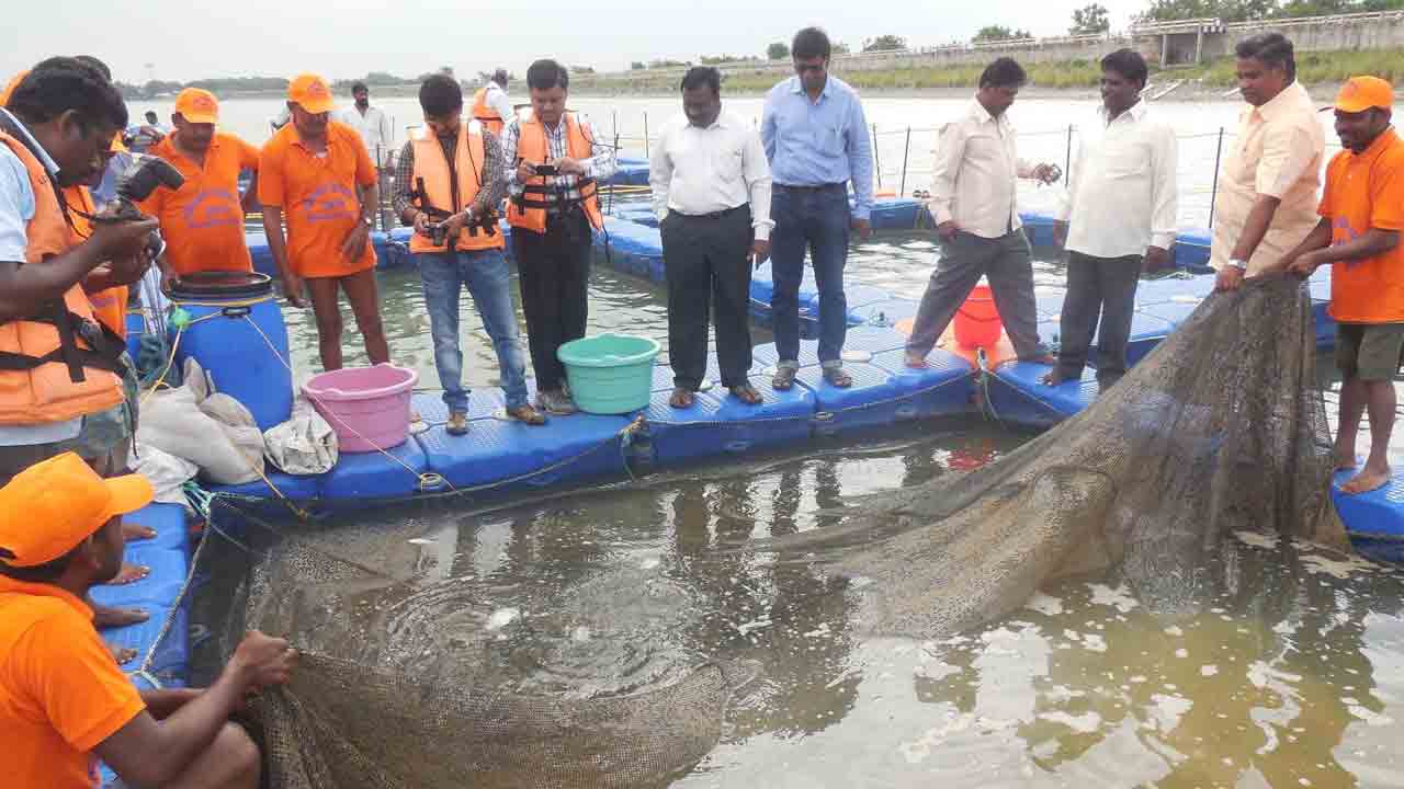 చేప పిల్లల పంపిణీకి రంగం సిద్ధం