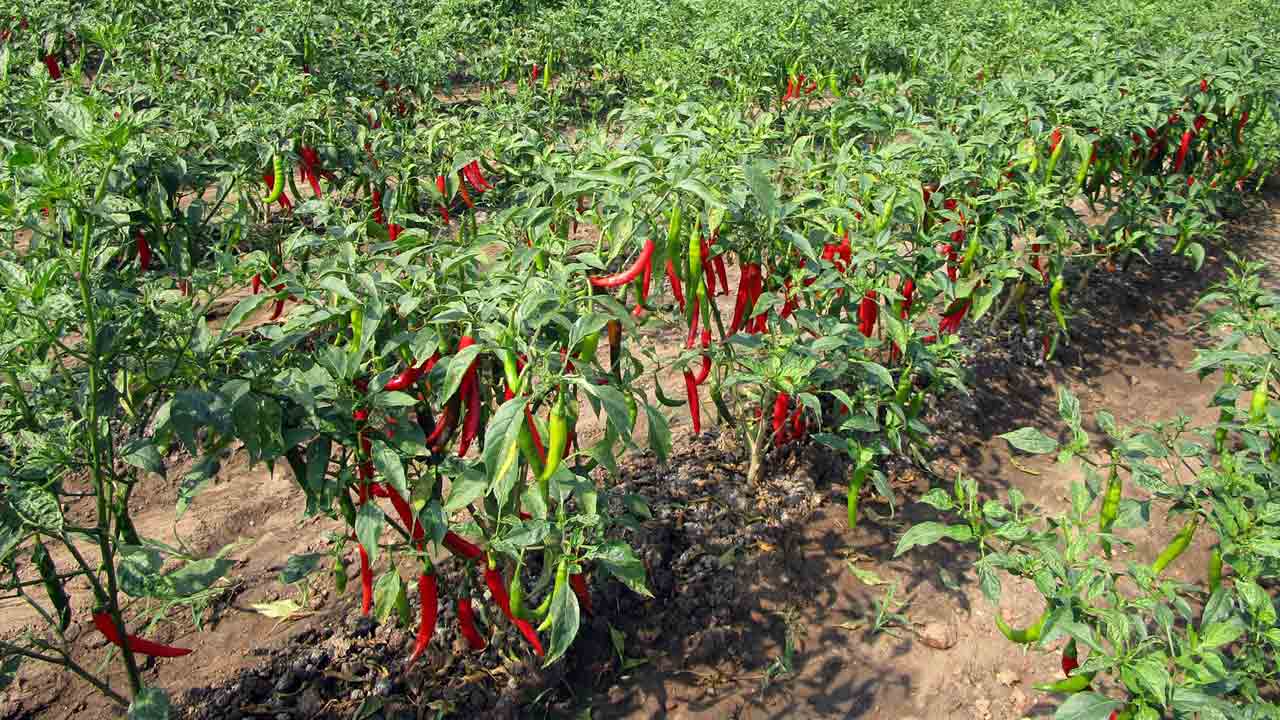 మిర్చితో మూడింతల లాభం!