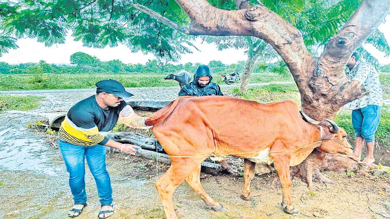 క్షీర విప్లవం దిశగా..