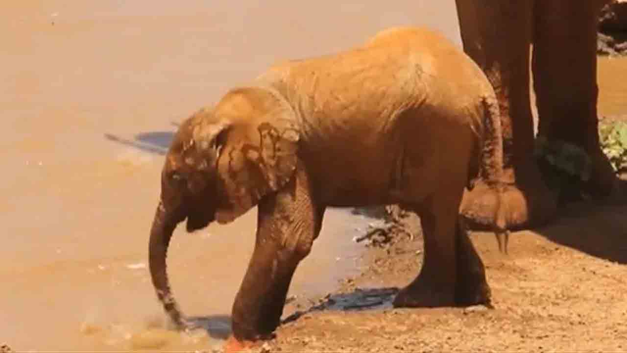 Viral Video | తొండంతో నీళ్లు తాగడం నేర్చుకుంటున్న పిల్ల ఏనుగు.. వీడియో వైరల్