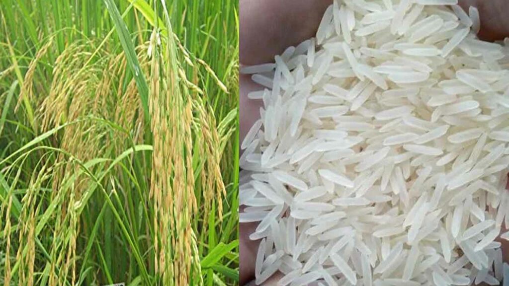 Basmati rice crop management practices