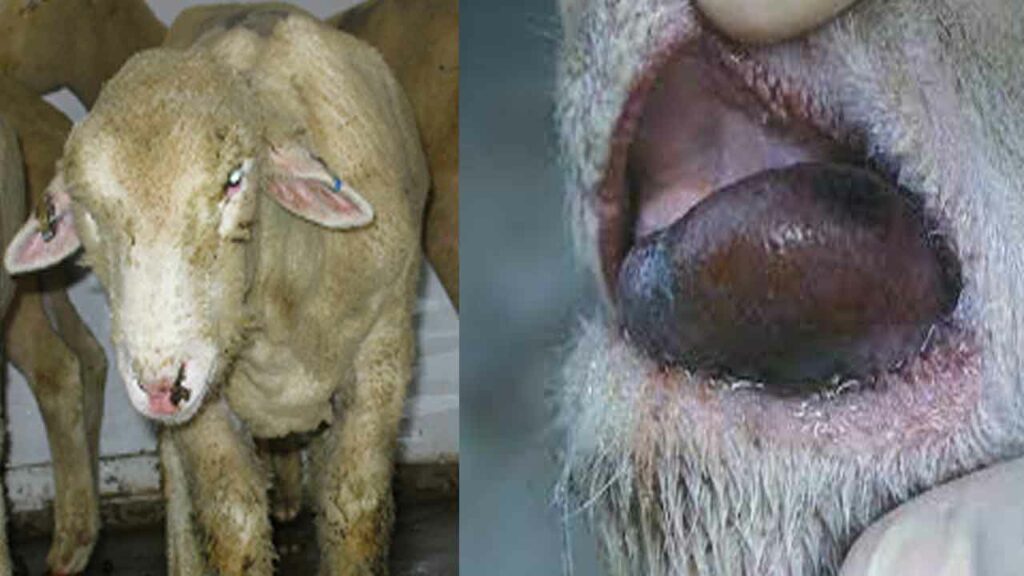 Blue tongue disease in Sheep
